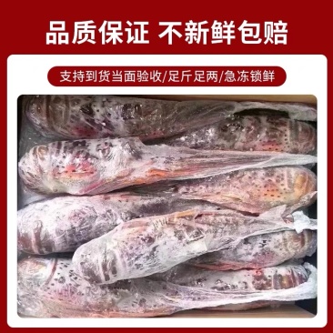 古巴龙虾大青龙肉质鲜嫩紧实适合酒店宴会酒席1-2斤都有货