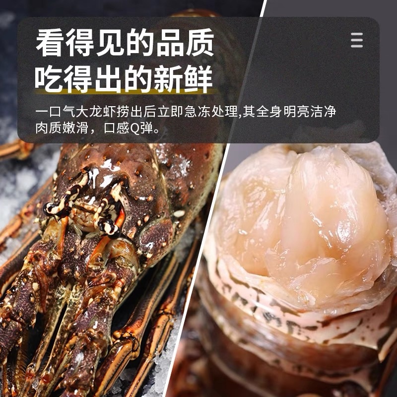 古巴龙虾大青龙肉质鲜嫩紧实适合酒店宴会酒席1-2斤都有货