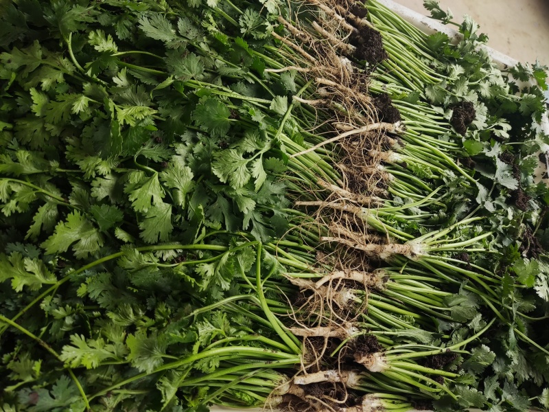 市场超市电商出口高品质香菜