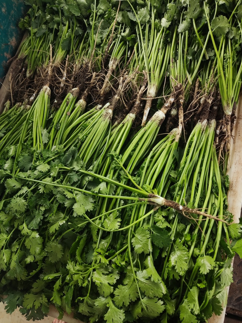 市场超市电商出口高品质香菜