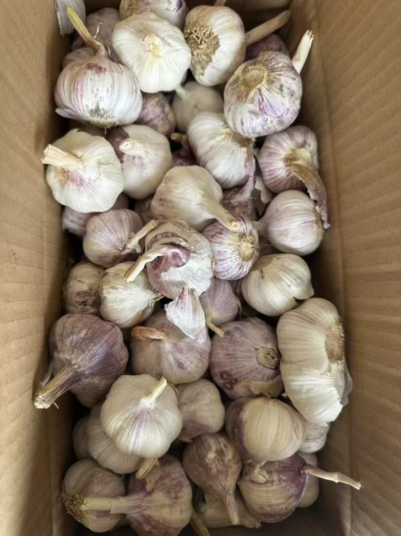 山东紫皮大蒜，电商一件代发，社团