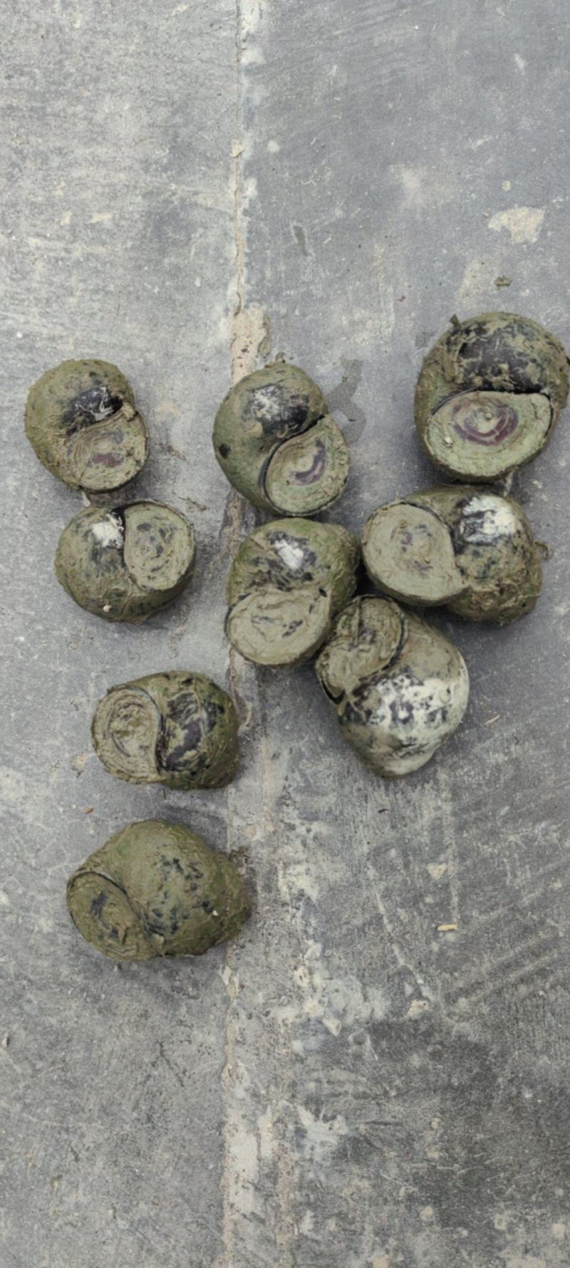 精品优质田螺量大重优
