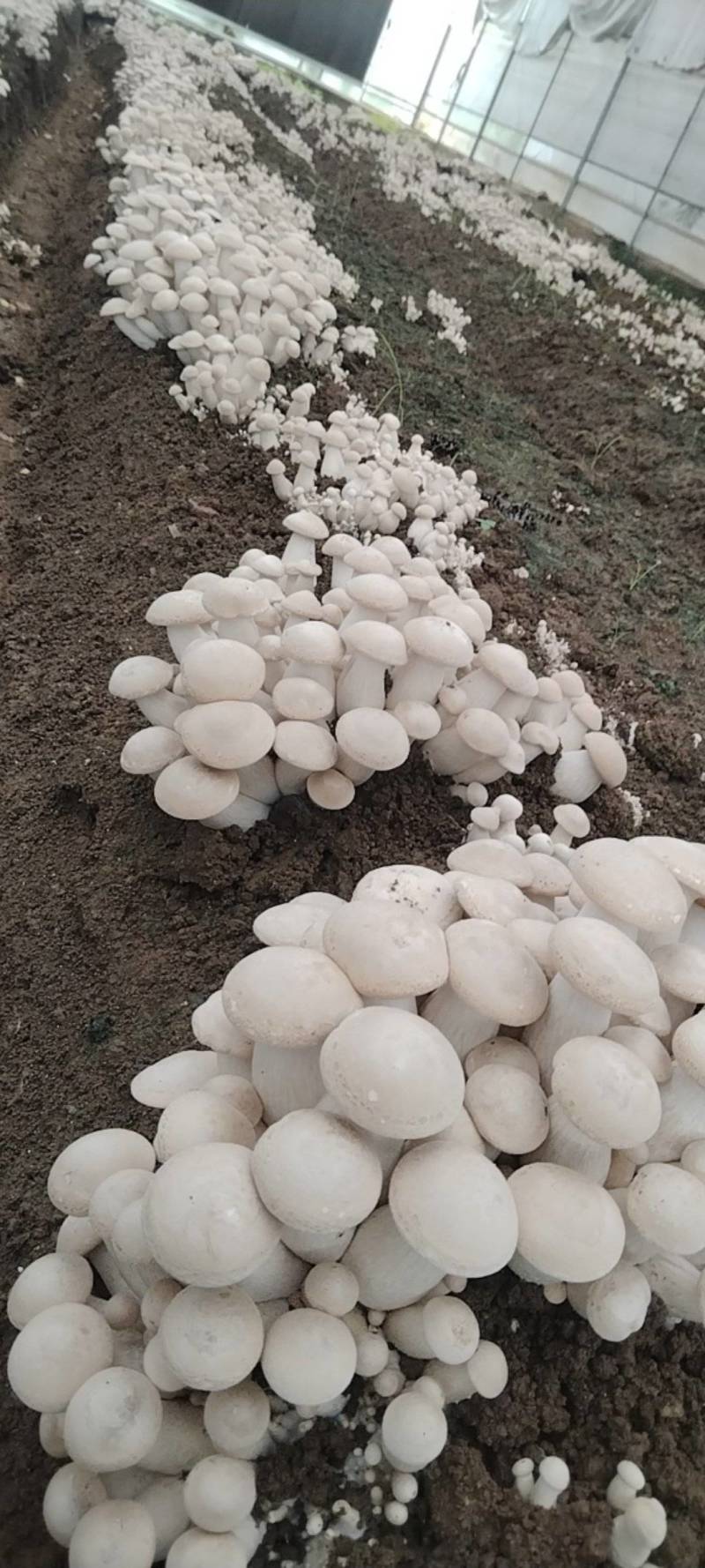四川新鲜白松茸食用菌松茸食用菌鲜货量大从优