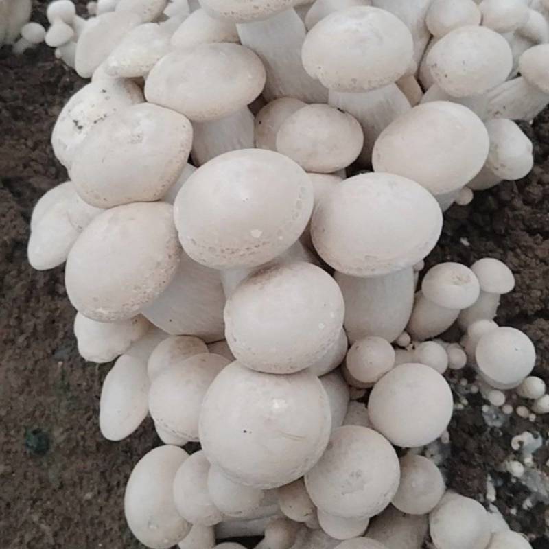 四川新鲜白松茸食用菌松茸食用菌鲜货量大从优