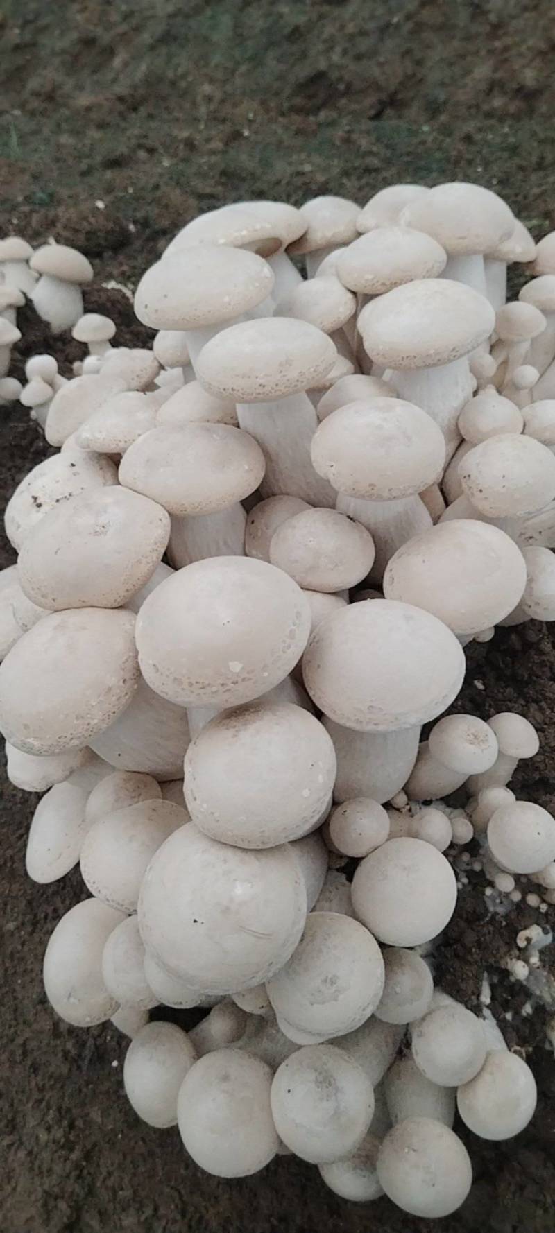 四川新鲜白松茸食用菌松茸食用菌鲜货量大从优