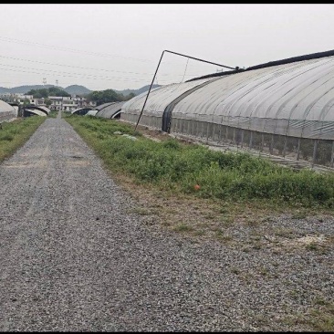 彭泽县136亩大棚，棚内面积年租金1500元/亩。
