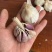 四川彭州川蒜种子正宗早蒜种