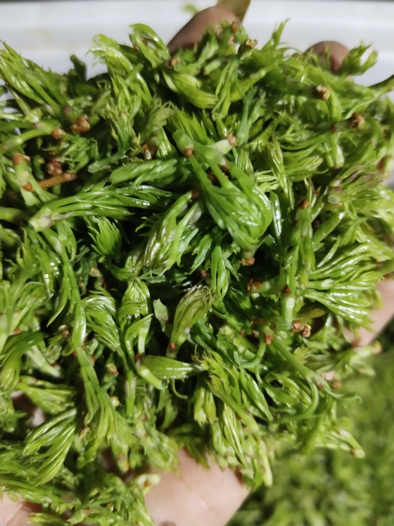 张家界高山莓茶，它含有多种微量元素，还有17种氨基酸。