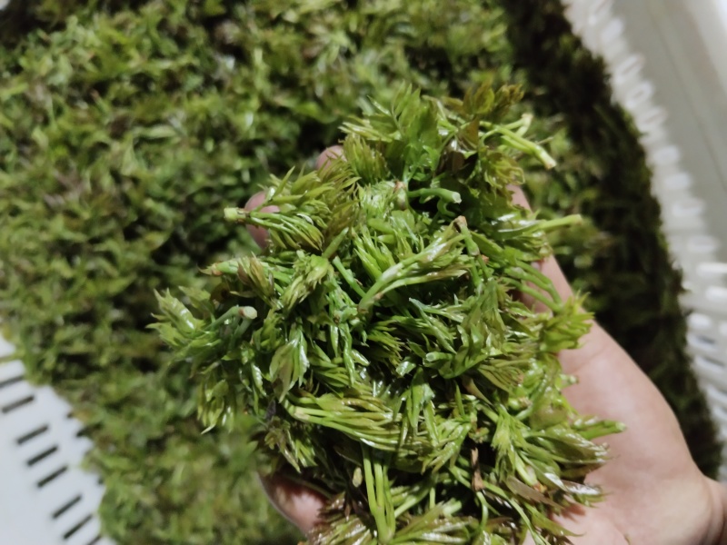张家界高山莓茶，它含有多种微量元素，还有17种氨基酸。