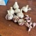 四川彭州二水早蒜种早蒜种子