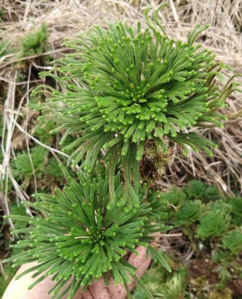 还魂草卷柏九死还魂草野生自然晒干无硫、