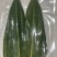 箬竹叶（一箱30包，一包100片）