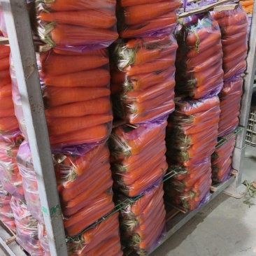 开封精品胡萝卜