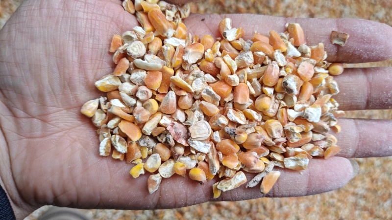 养殖，饲料，玉米碎粒