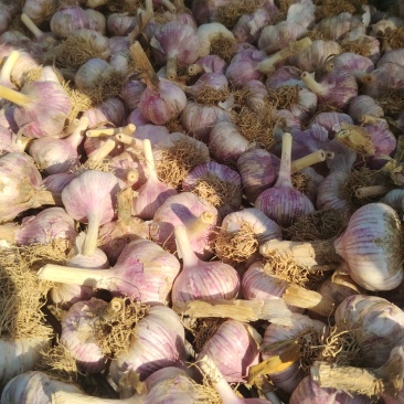 济南白桥大青稞蒜种
