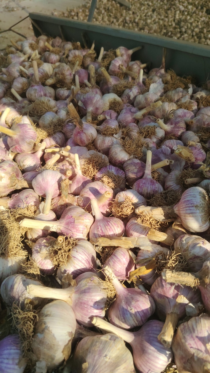 济南白桥大青稞蒜种