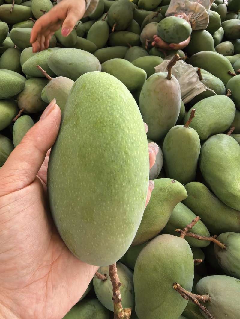 芒果贵妃.金黄.大青芒.台农大量上市对接各大平台一件代发