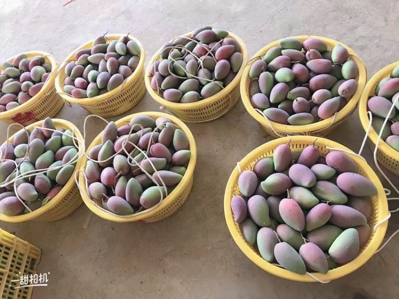 芒果贵妃.金黄.大青芒.台农大量上市对接各大平台一件代发