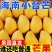 芒果贵妃.金黄.大青芒.台农大量上市对接各大平台一件代发
