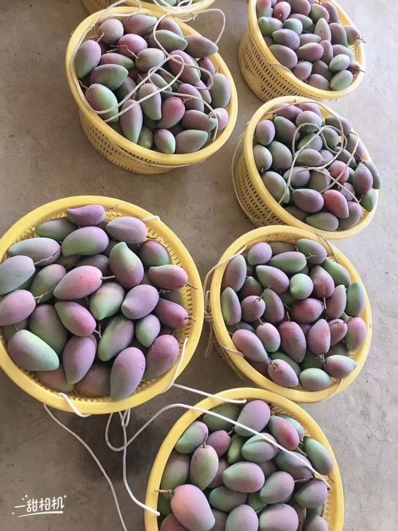 芒果贵妃.金黄.大青芒.台农大量上市对接各大平台一件代发