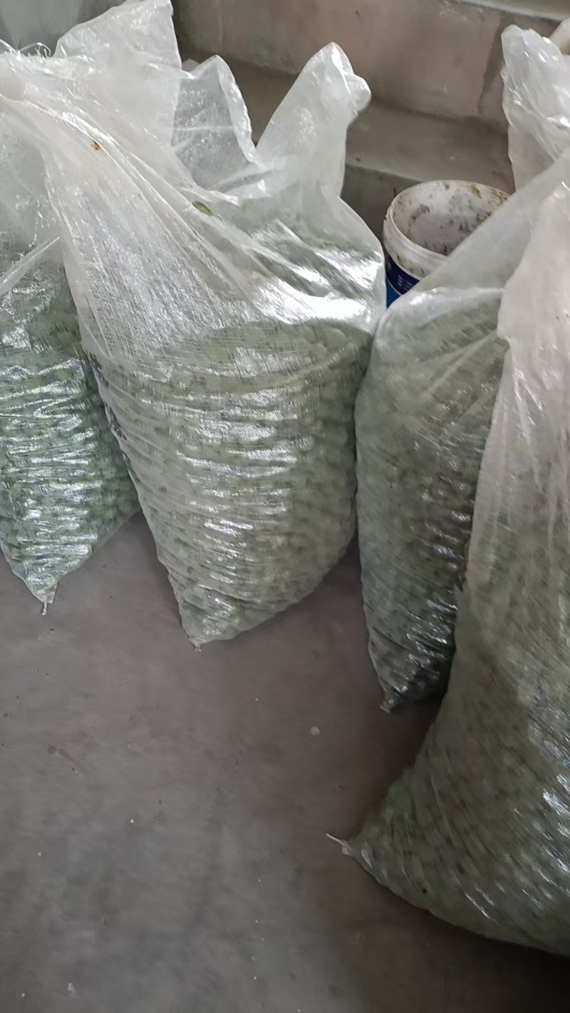 福建芙蓉李，工厂青果原料，欢迎各大食品工厂对接。