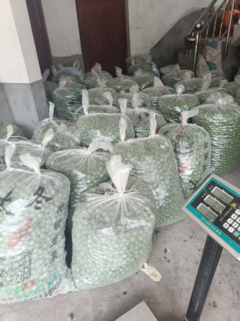 福建芙蓉李，工厂青果原料，欢迎各大食品工厂对接。