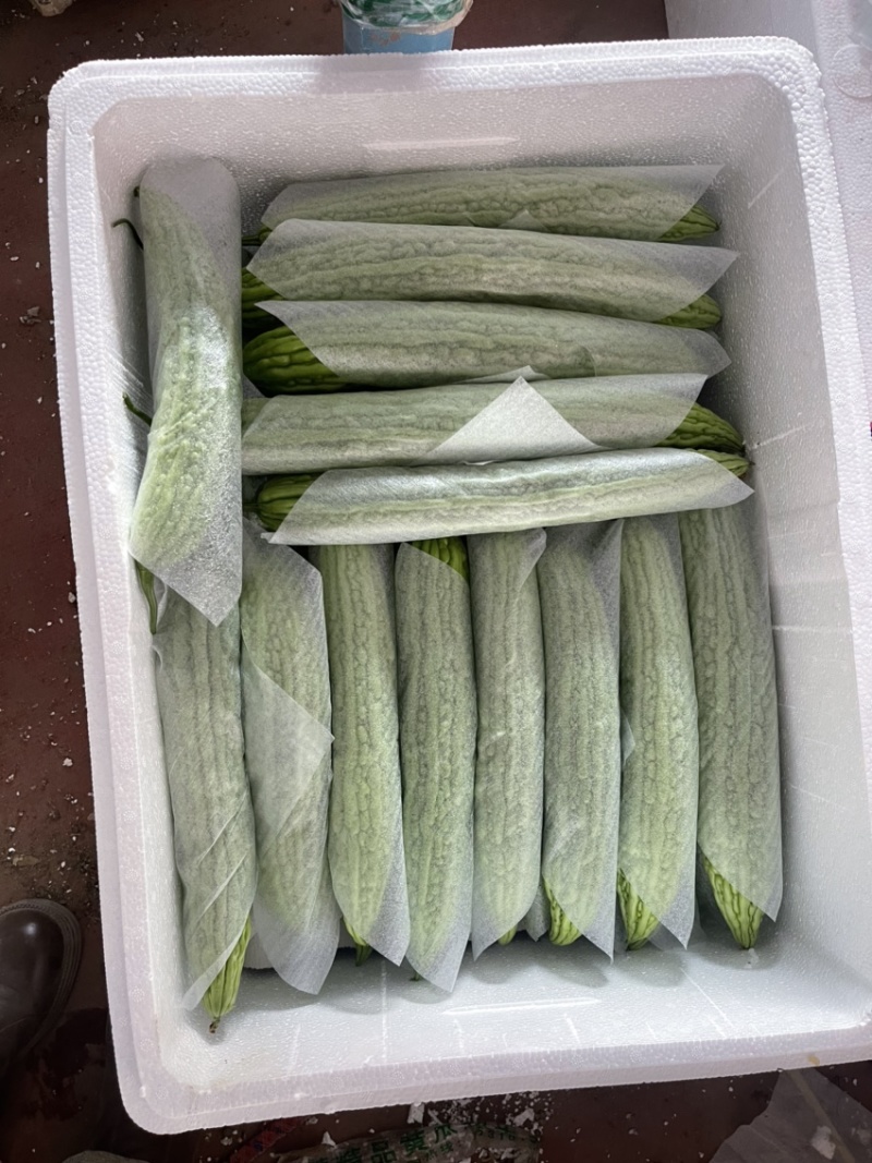 山东苦瓜基地直供品质优现摘现发可视频看货欢迎咨询来电