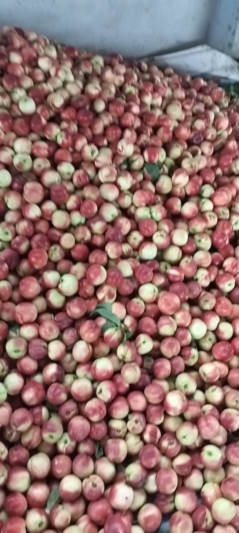 汉中城固油桃光泽亮丽，口感脆甜，个头均匀，