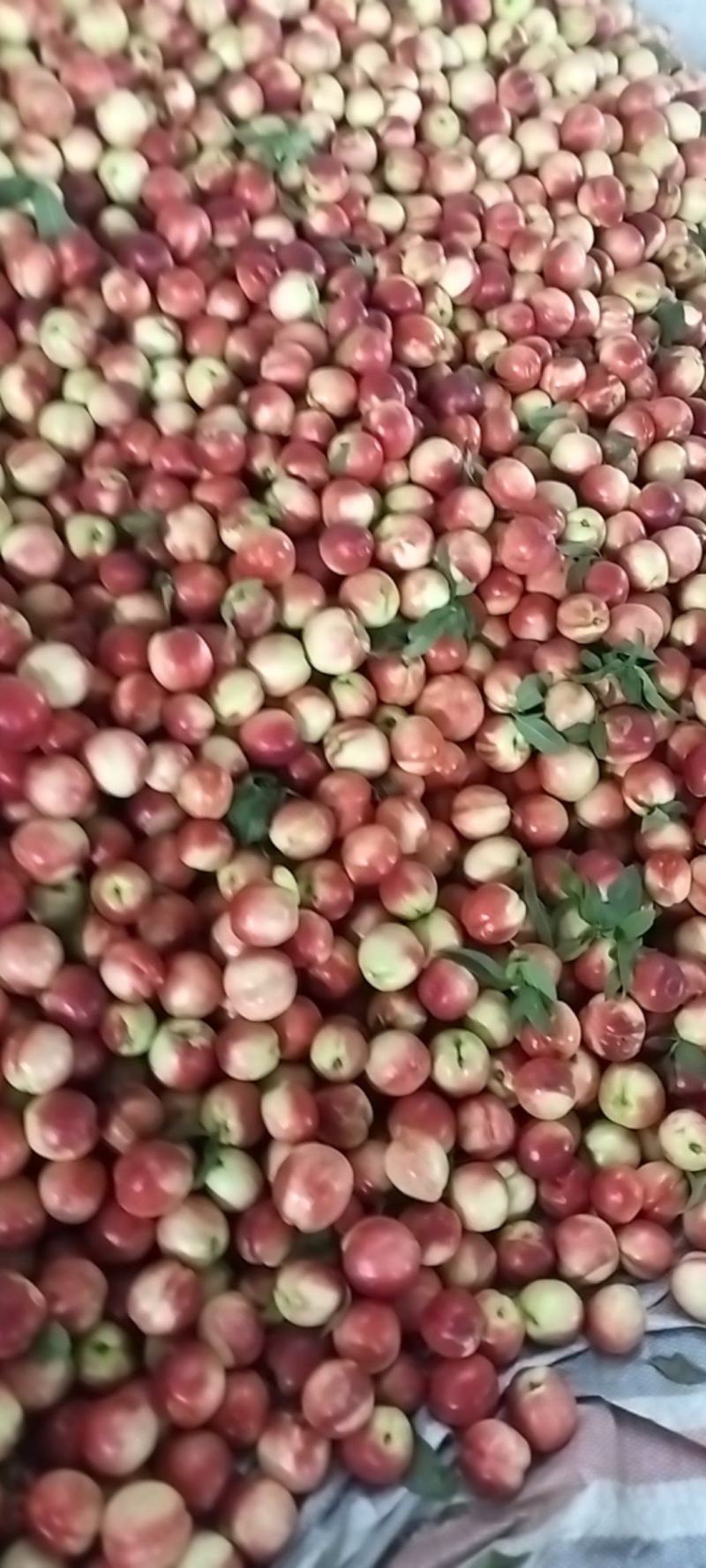 汉中城固油桃光泽亮丽，口感脆甜，个头均匀，