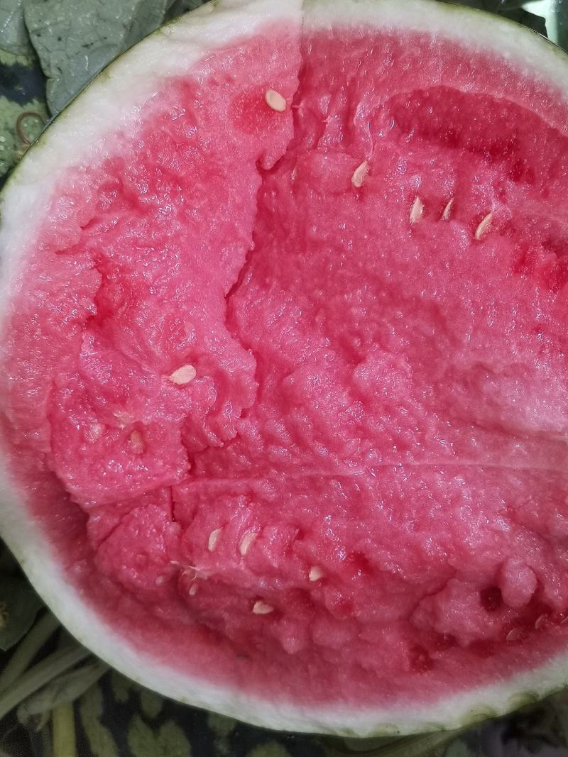 头茬西瓜8424，美都麒麟西瓜