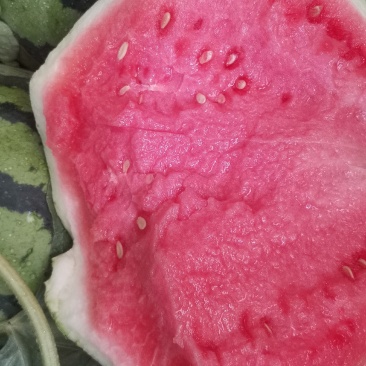 头茬西瓜8424，美都麒麟西瓜