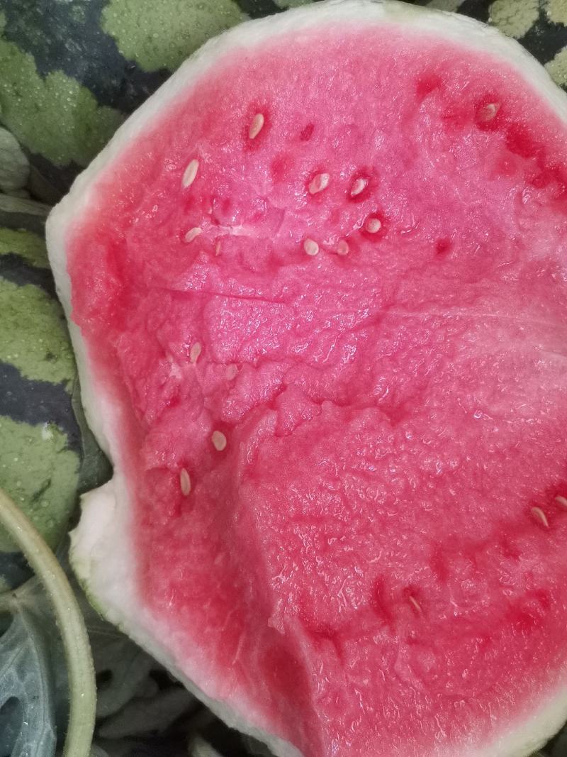 头茬西瓜8424，美都麒麟西瓜