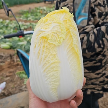 大娃娃菜