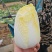 大娃娃菜
