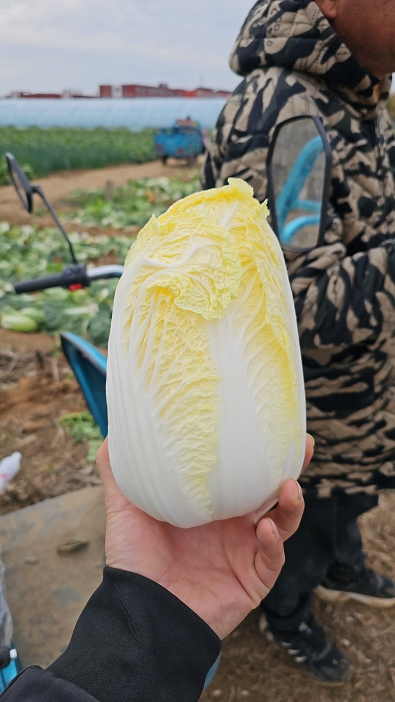 大娃娃菜