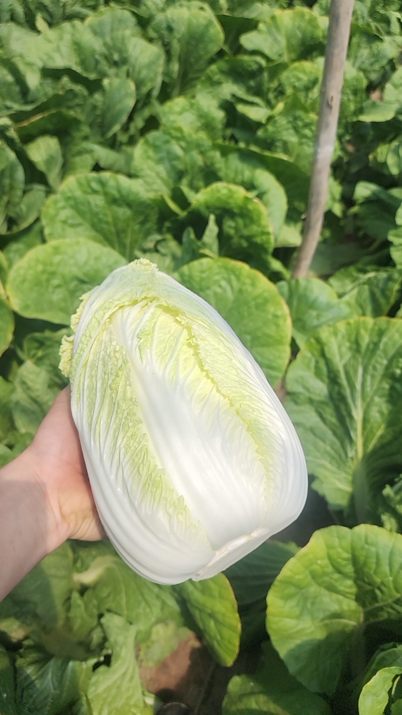 大娃娃菜