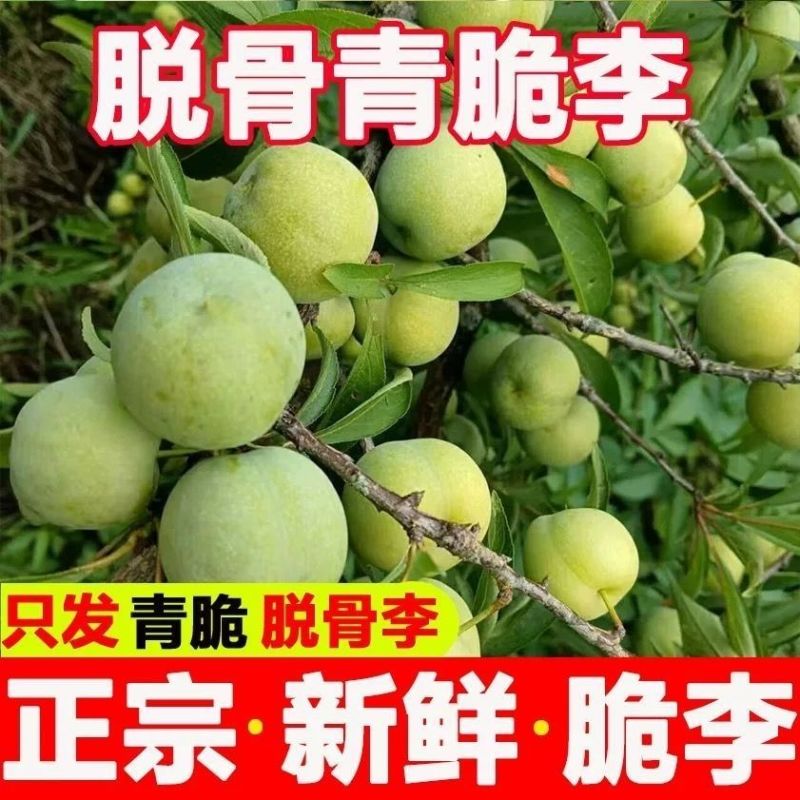 青脆李脱骨李抖音快手视频号一件代发