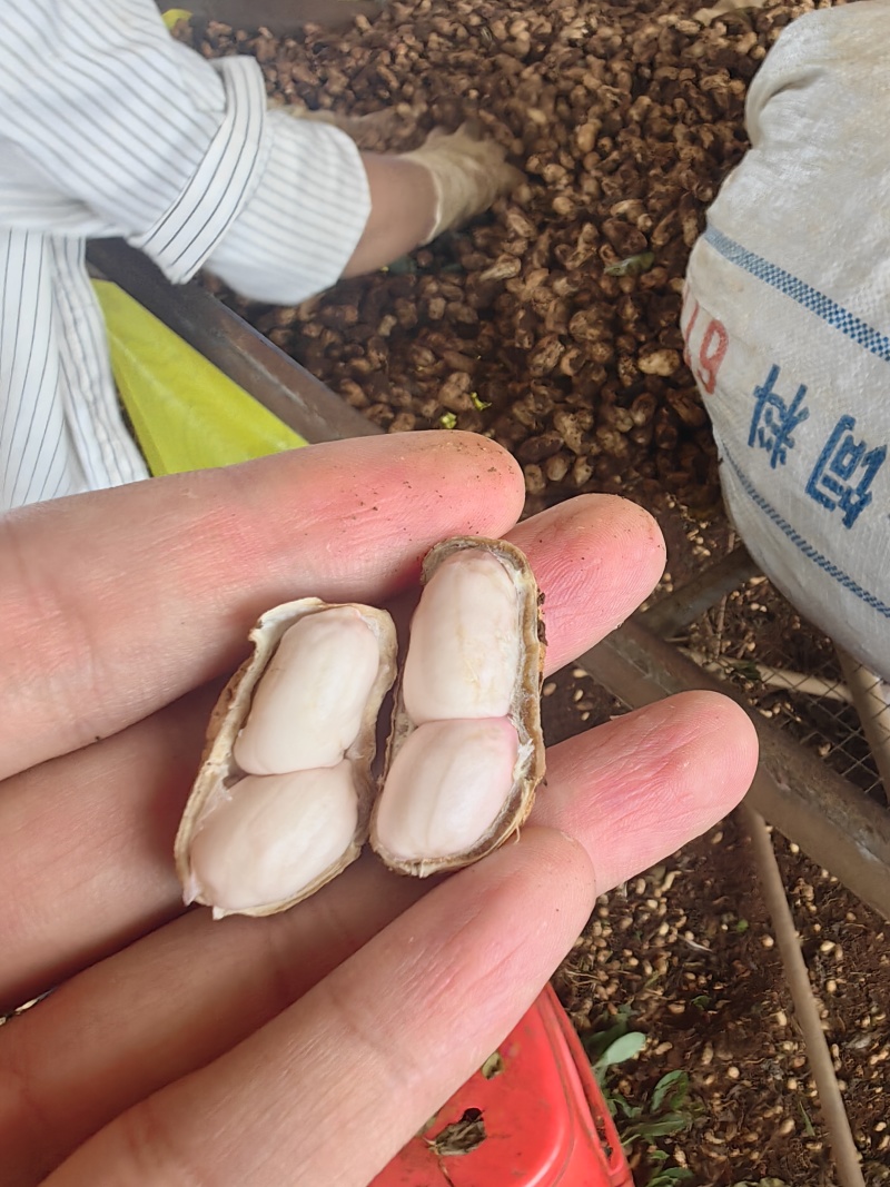 【鲜花生，白花生】。广东产地直发全国市场、工厂
