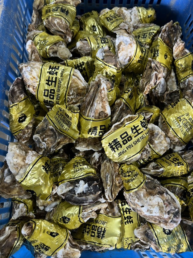 三倍体刺身生蚝乳山生蚝一件起批电商团购源头工厂