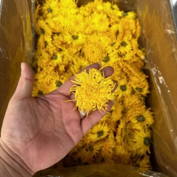 金丝皇菊批发零售