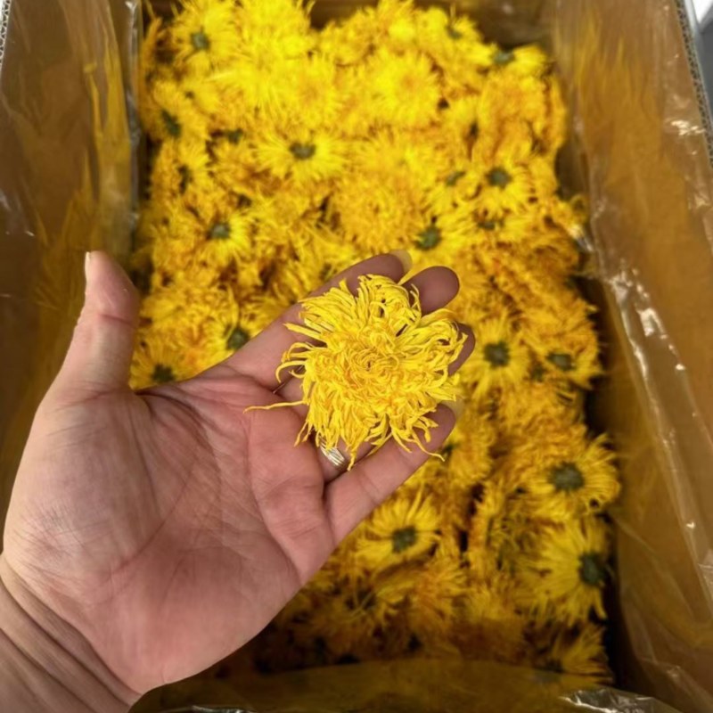金丝皇菊批发零售