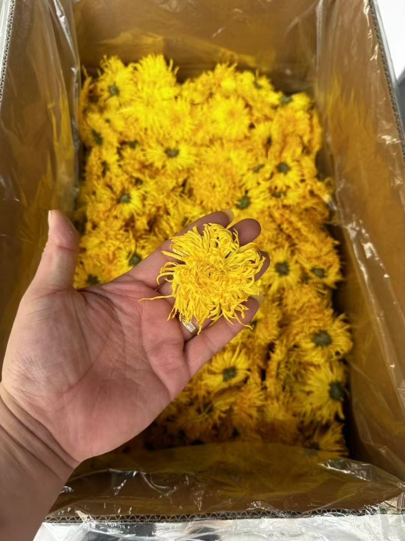 金丝皇菊批发零售
