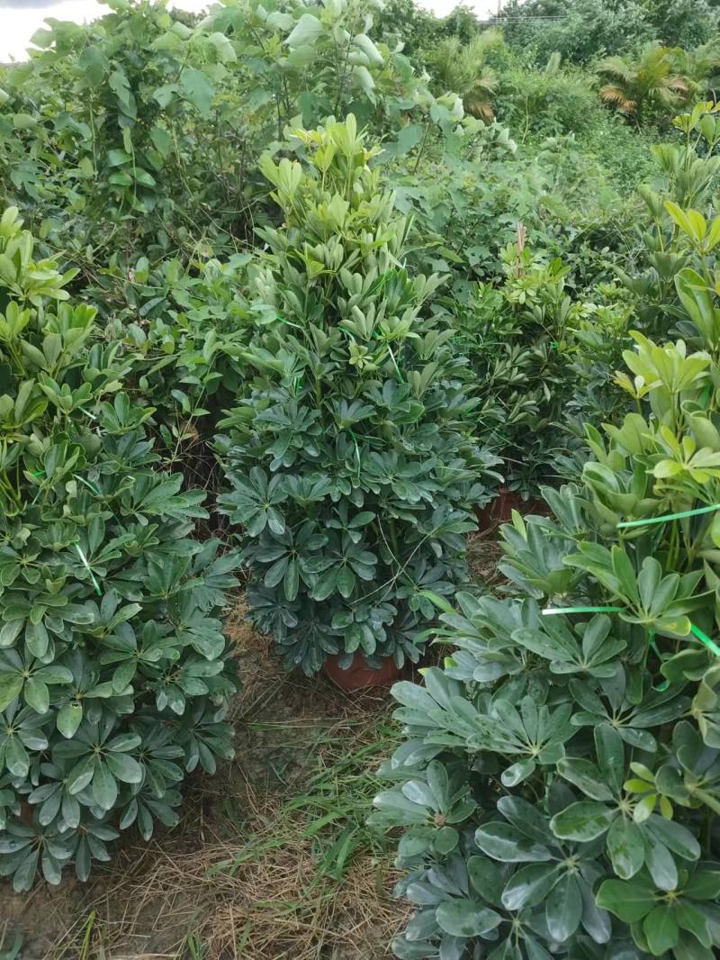 基地直销各种规格鸭脚木
