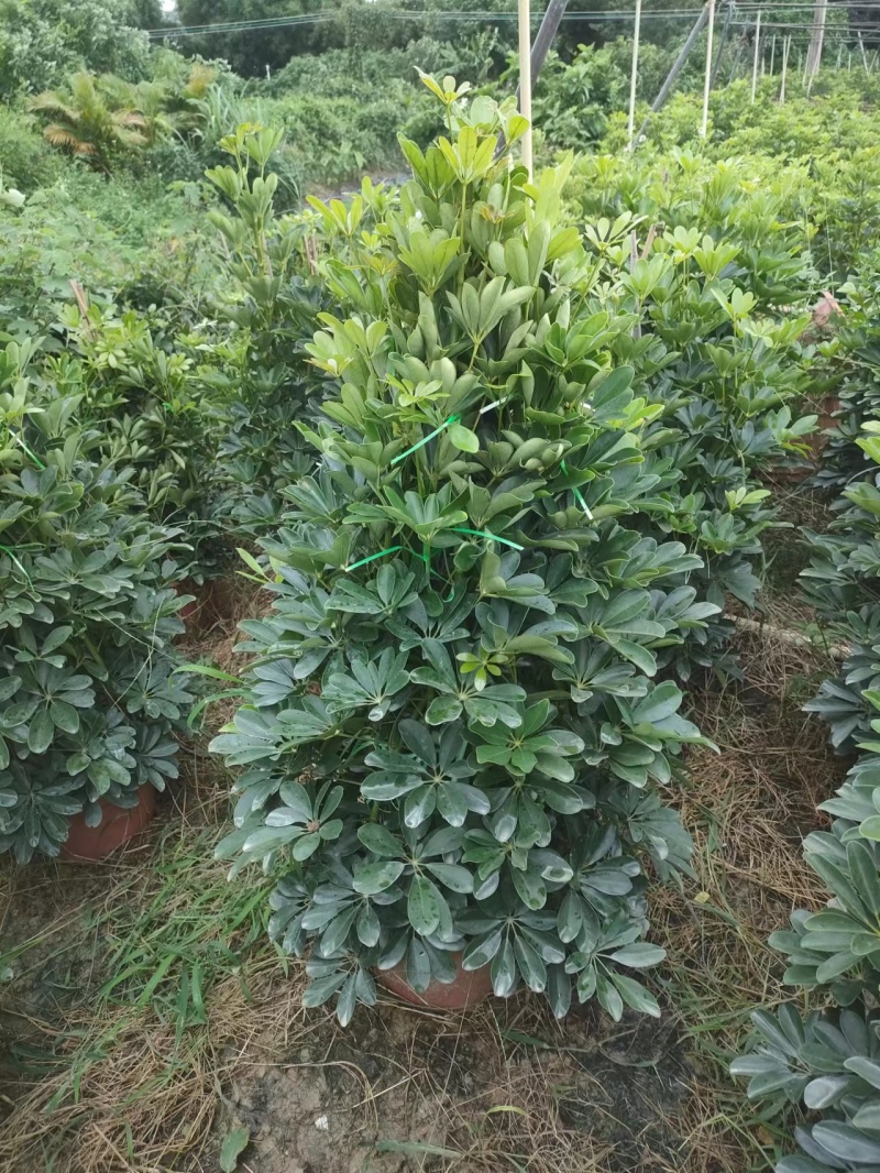 基地直销各种规格鸭脚木