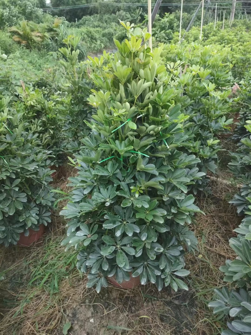 基地直销各种规格鸭脚木