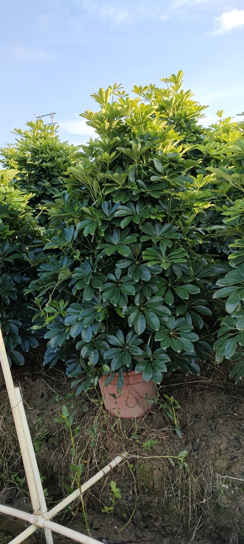 基地直销各种规格鸭脚木