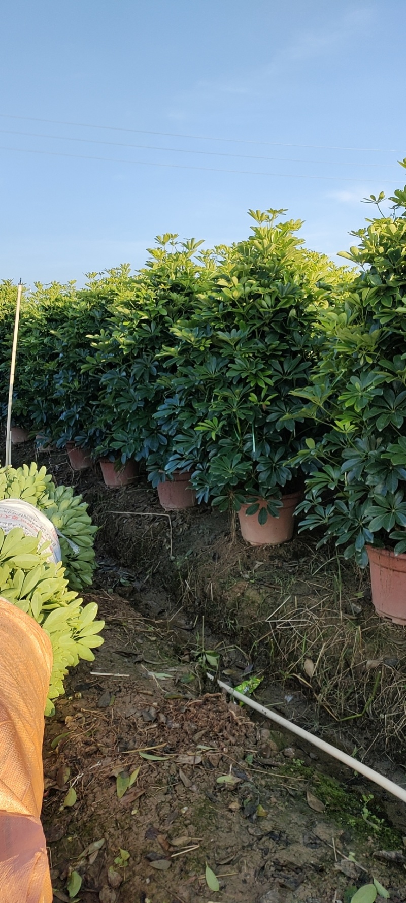 基地直销各种规格鸭脚木