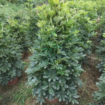 基地直销各种规格鸭脚木