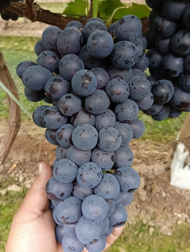 金密。维多，夏黑