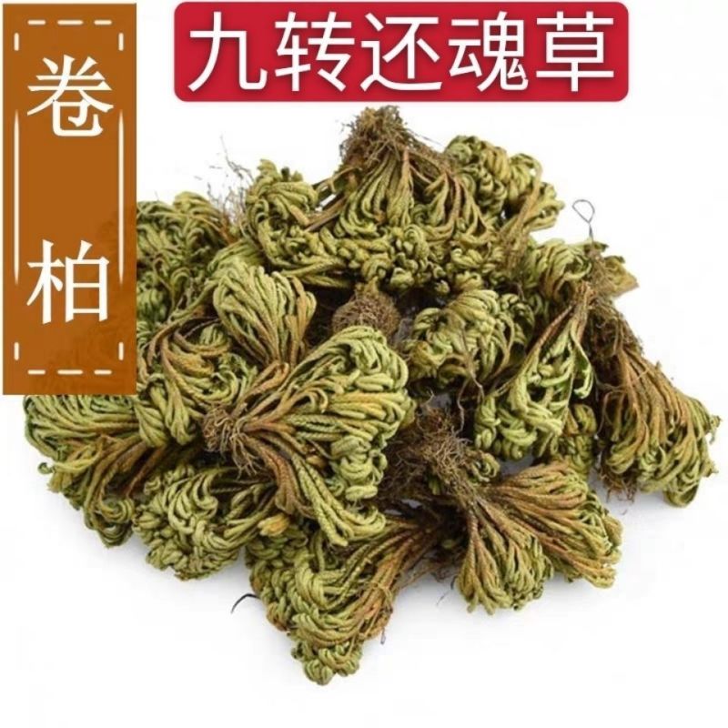 卷柏中药材九死还魂草小卷柏还魂草长生草新货多规格